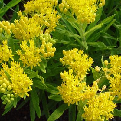 Asclepias tuberosa 'Hello Yellow' - 