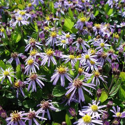 Aster ageratoides 'Adustus Nanus'