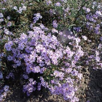 Aster azureus