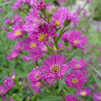 Aster 'Carmen'