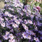 Aster cordifolius 'Blue Heaven' - 