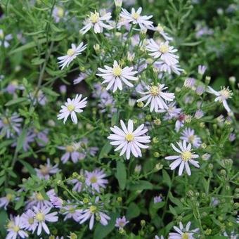 Aster cordifolius 'Photograph'