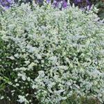 Aster ericoides 'Weisser Zwerg' - 