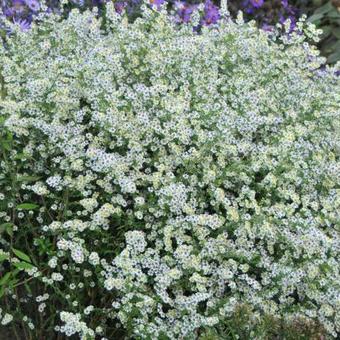 Aster ericoides 'Weisser Zwerg'