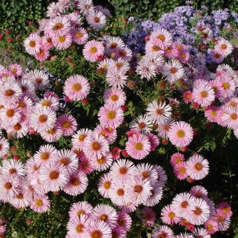 Aster novae-angliae 'Rosa Sieger'