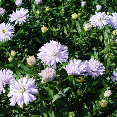 Aster novi-belgii 'Porzellan' - Aster novi-belgii 'Porzellan'