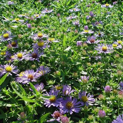 Aster oblongifolius 'October Skies' - Aster oblongifolius 'October Skies'