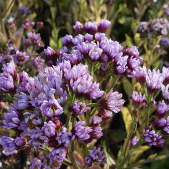 Aster tataricus 'Jindai'