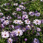 Aster 'Treffpunkt' - 