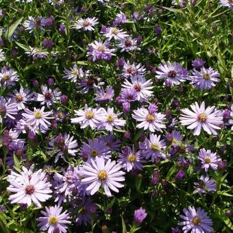 Aster 'Treffpunkt'