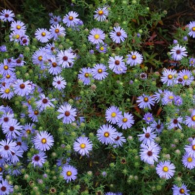 Aster turbinellus - 