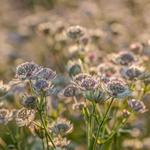 Astrantia major 'Rosa Lee' - 