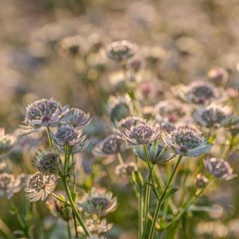 Astrantia major 'Rosa Lee'