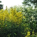 Baptisia sphaerocarpa - 