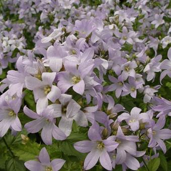 Campanula lactiflora 'Senior'