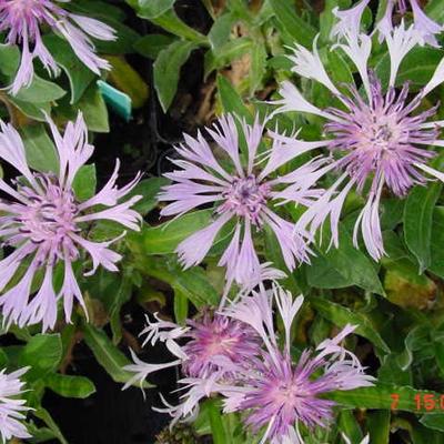 Centaurea montana 'Carnea' - 