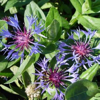 Centaurea montana 'Coerulea'