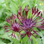 Centaurea montana 'Jordy'