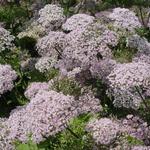 Chaerophyllum hirsutum 'Roseum' - 