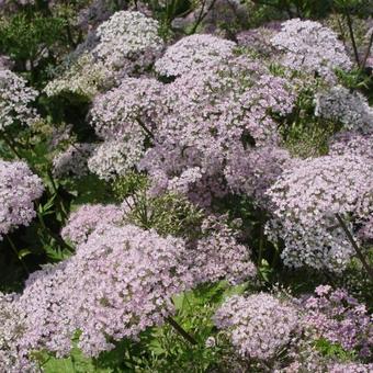 Chaerophyllum hirsutum 'Roseum'