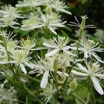 Clematis flammula - Clématite flammette