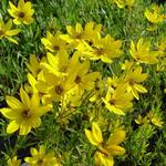 Coreopsis 'El Dorado' - Coreopsis 'El Dorado'