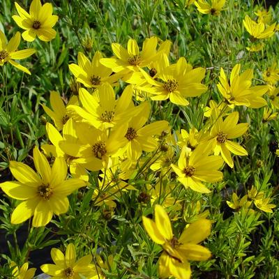 Coreopsis 'El Dorado' - Coreopsis 'El Dorado'