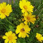 Coreopsis grandiflora 'Sunburst' - 