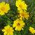 Coreopsis grandiflora 'Sunburst'