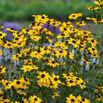 Coreopsis tripteris 'Handy Size' - 