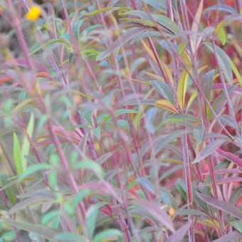 Coreopsis tripteris 'Red November'