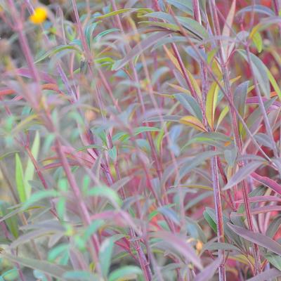 Coreopsis tripteris 'Red November' - 