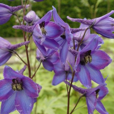 Delphinium 'Finsteraarhorn' - Delphinium 'Finsteraarhorn'