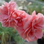 Dianthus x allwoodii 'Helen' - 