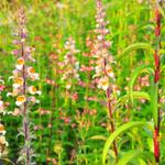 Digitalis trojana - 