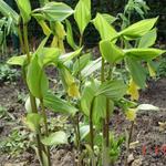 Disporum flavens - Disporum uniflorum