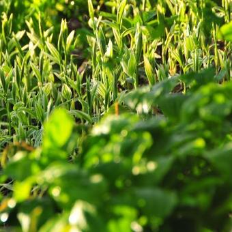 Disporum sessile 'Variegatum'