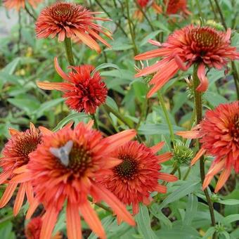 Echinacea purpurea 'Irresistible'