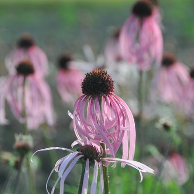 Echinacea pallida 'Satin Lights' - 