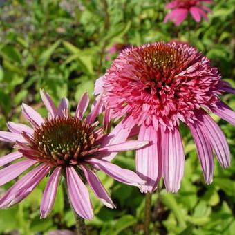 Echinacea purpurea 'Pink Sorbet'