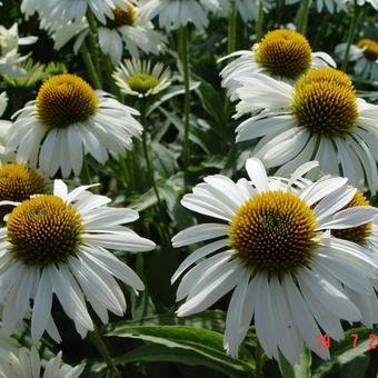 Echinacea purpurea 'Primadonna White'