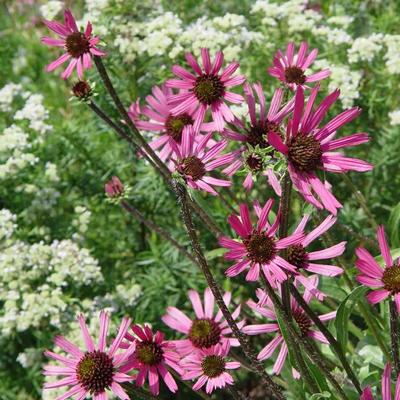 Echinacea tennesseensis - Echinacea tennesseensis