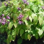 Epimedium grandiflorum 'Shiho' - 