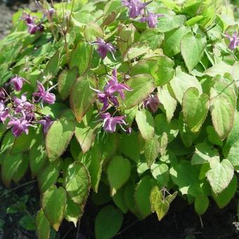 Epimedium grandiflorum 'Shiho'