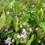 Epimedium 'Sasaki' - 