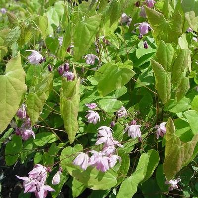 Epimedium 'Sasaki'