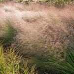 Eragrostis trichodes 'Bend' - Eragrostis trichodes 'Bend'