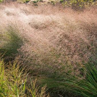 Eragrostis trichodes 'Bend'