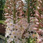 Eremurus robustus - 