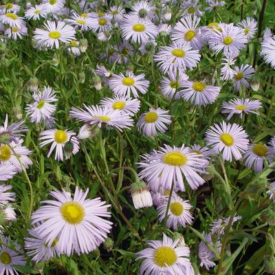 Erigeron 'Quakeress' - Erigeron 'Quakeress'